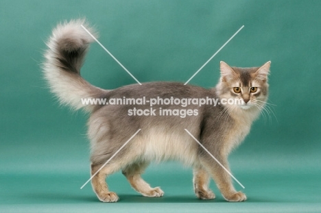 young Somali cat, blue coloured, on green background