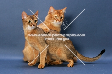 Sorrel Somali climbing over and Ruddy Abyssinian on blue background