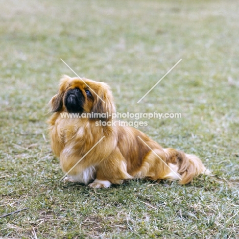 pekingese film star on grass