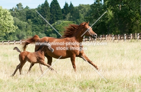 two of arabian horses in green field