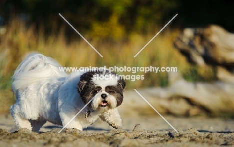 Shih Tzu walking on sand