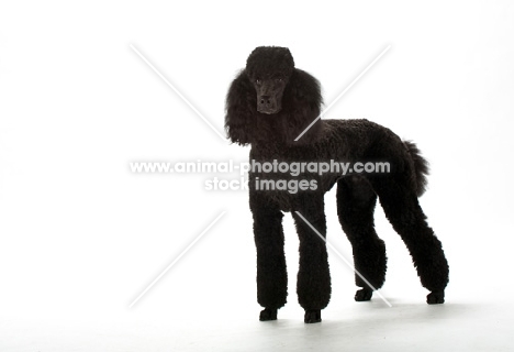 black standard poodle