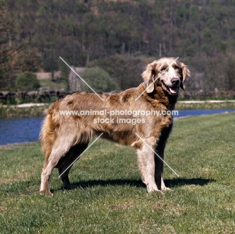 weimaraner standing beside river looking happy 