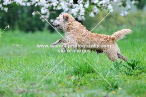 Smoushond running in field