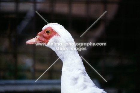 muscovy duck