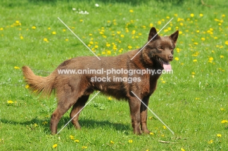 Australian Kelpie side view