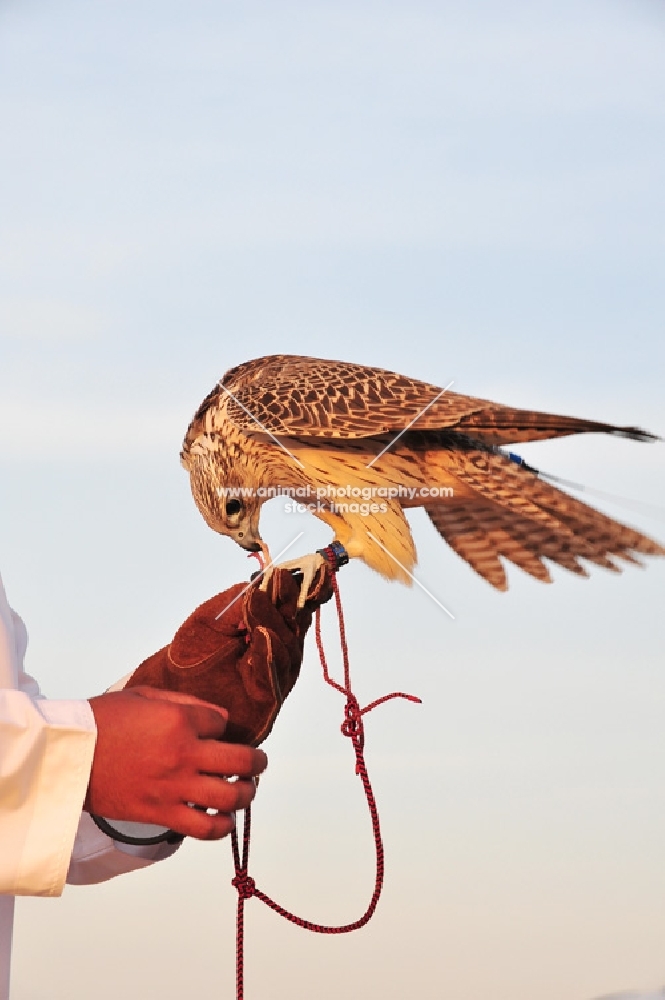 Falcon on glove