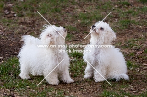 two young Bichon Frise dogs outdoors