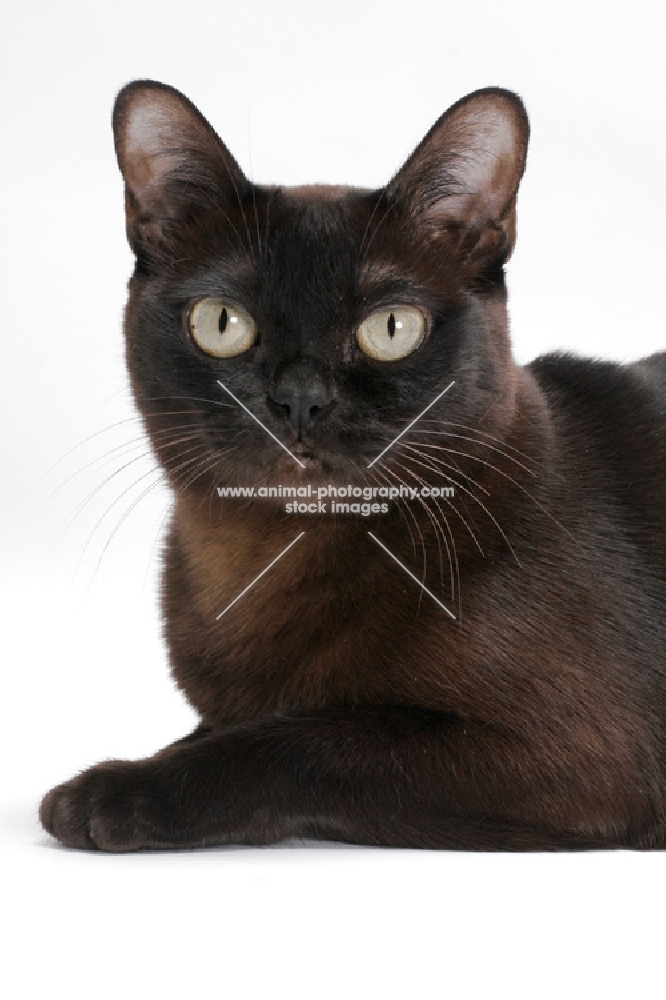 sable Burmese cat on white background, lying down