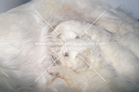 owczarek podhalanski, polish tatra herd dog puppies