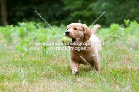 Golden retriever puppy with tennis ball