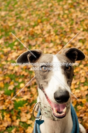 Lurcher in autumn