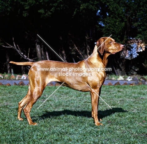 hungarian vizsla, wolfox's kinford rica, 