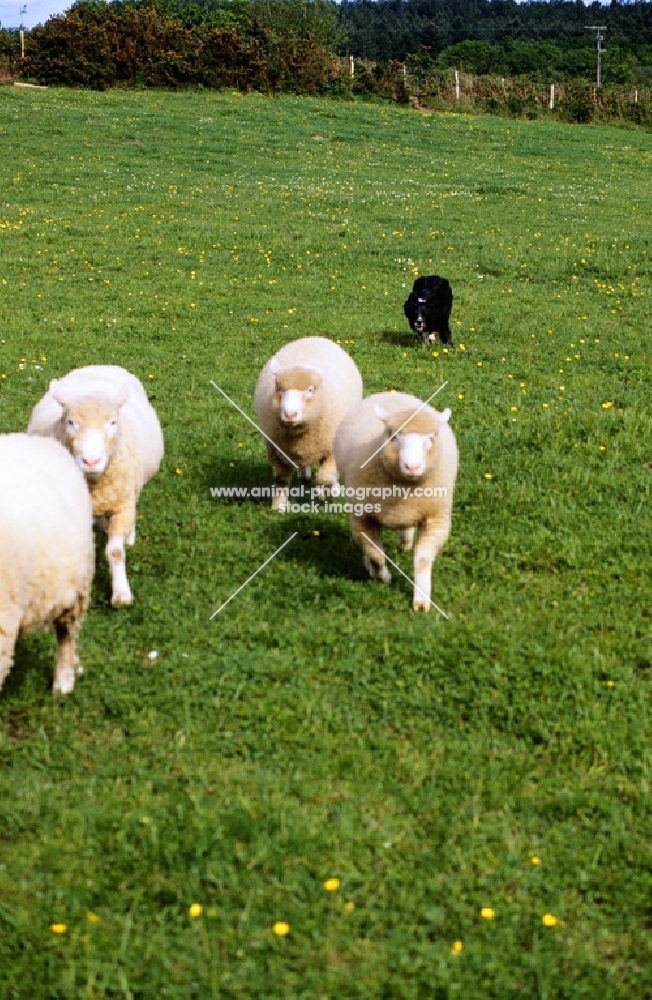 border collie working sheep