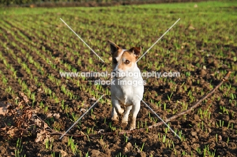 Jack Russell having just retrieved a whole branch