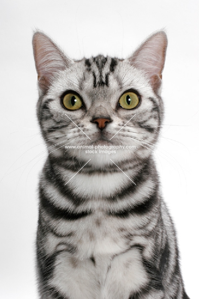 American Shorthair, Silver Classic Tabby, portrait