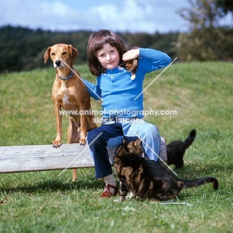 child with a kitten on her shoulder with a dog and cats