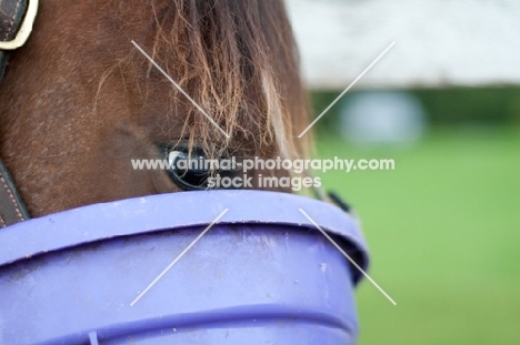 Appaloosa eating from a bucket