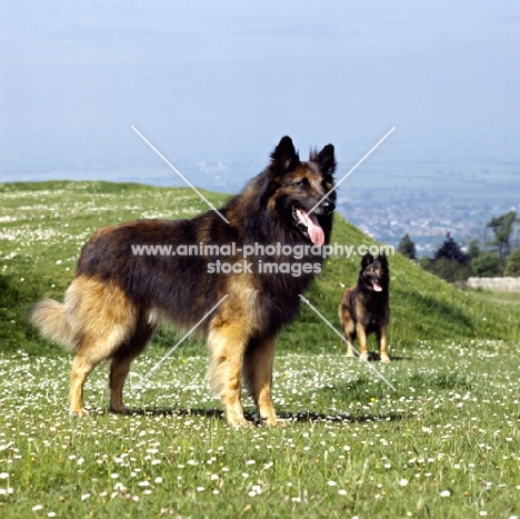 two tervuerens standing on grassy hillside