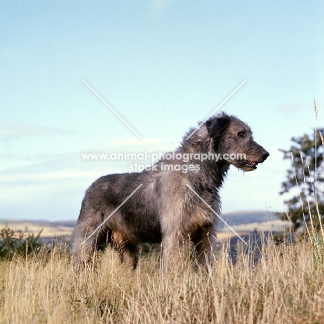 irish wolfhound from ballykelly in high grass against the sky