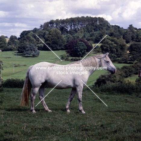 Connemara pony in field