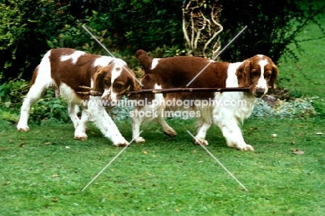 sh ch dalati sarian, 37 CCs, right, and friend,  welsh springer spaniels walking carrying stick