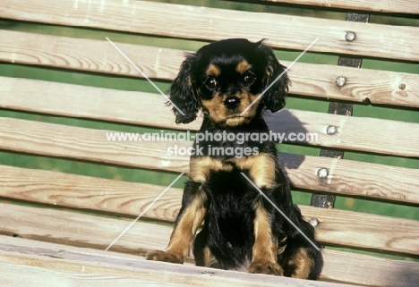 cavalier king charles spaniel puppy on a garden seat