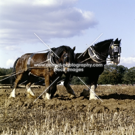 two shire horses working