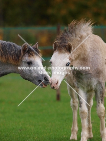 Welsh Mountain Ponies greeting each other