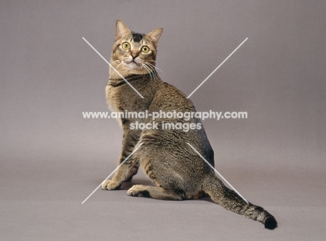 Wild Abyssinian sitting down