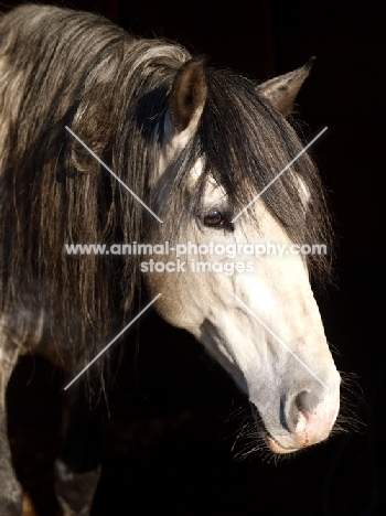 Andalusian portrait