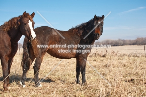 two brown Morgan Horses