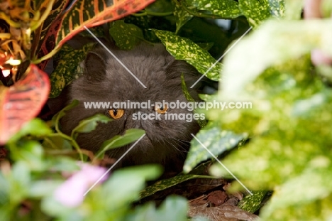 grey cat hiding in bushes