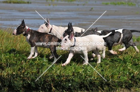 toung Bull Terrier going for a walk