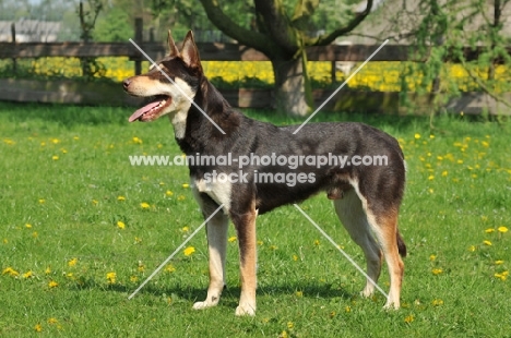 Australian Kelpie 