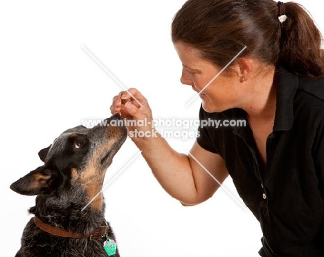 Australian Cattle Dog looking at treat