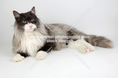 black and white smoke norwegian forest cat, lying down