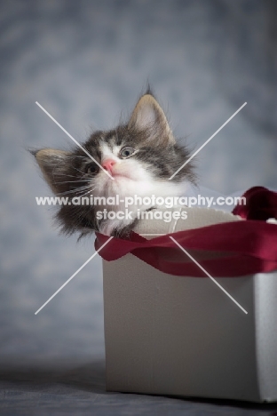 norwegian forest kitten inside a gift box, looking out