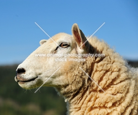 sheep, profile