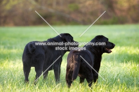 two black labs looking out in field