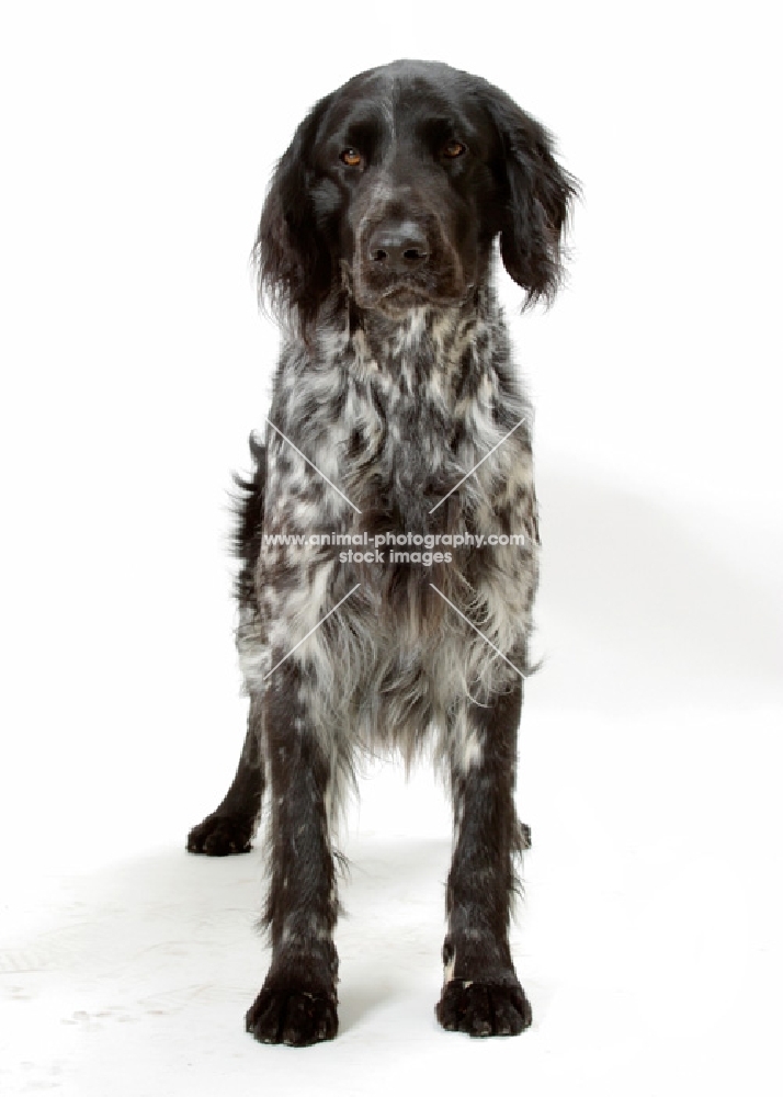 Australian Champion large Munsterlander on white background, front view