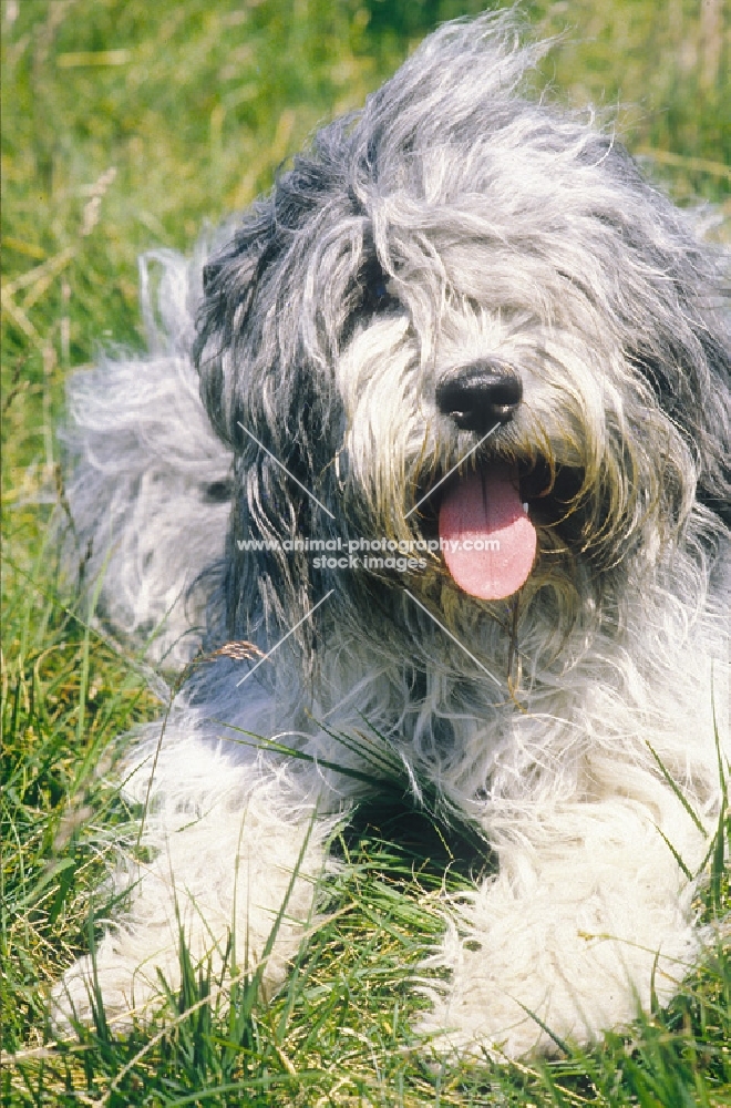 Schapendoes lying on grass