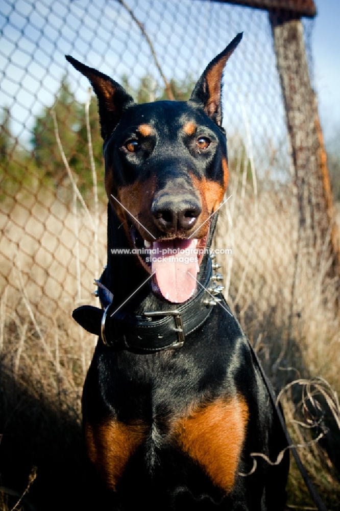 Doberman sitting in front of fence