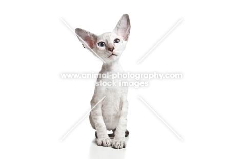 Peterbald kitten, 2 months old