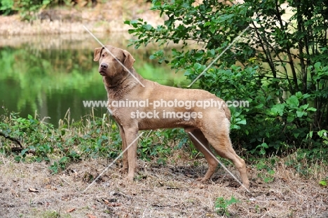 Chesapeake Bay Retriever side view