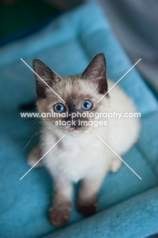siamese kitten sitting on blue mat