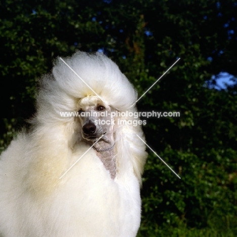 champion standard poodle looking over shoulder