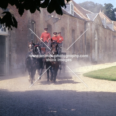 team of four percheron horses in parade at haras du pin