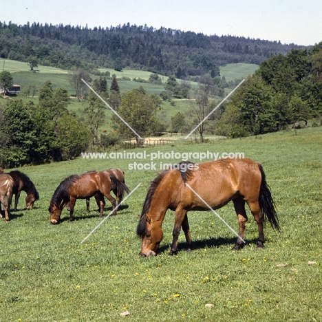 huzels grazing in Poland