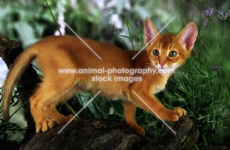 abyssinian kitten on a log